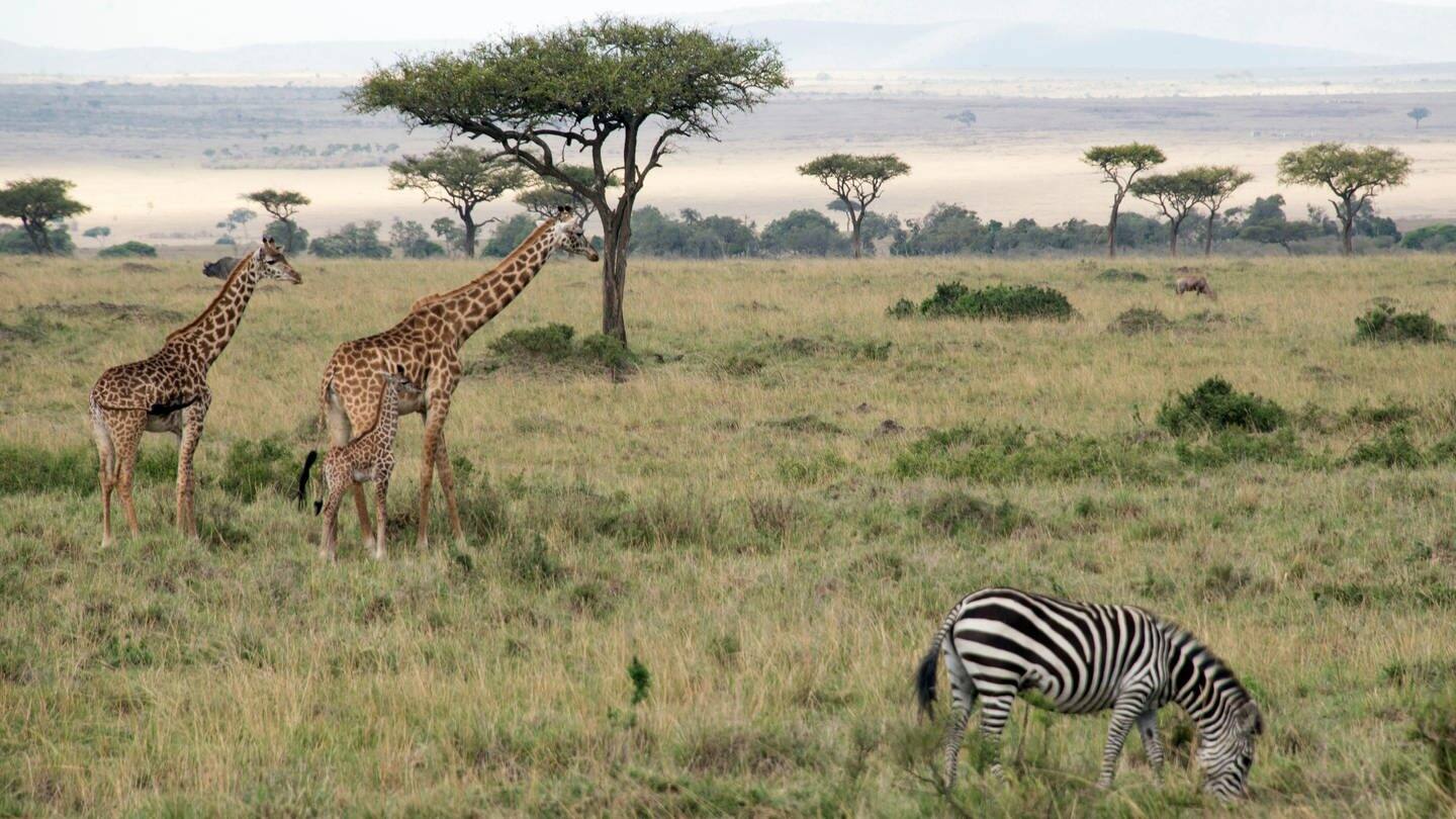 Giraffen in einem Nationalpark in Afrika (Foto: dpa Bildfunk, picture alliance/dpa | Gioia Forster)