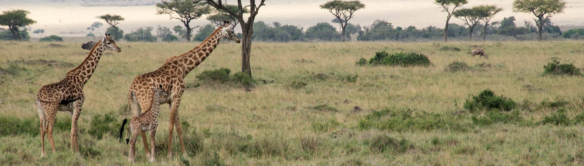 Giraffen in einem Nationalpark in Afrika (Foto: dpa Bildfunk, picture alliance/dpa | Gioia Forster)