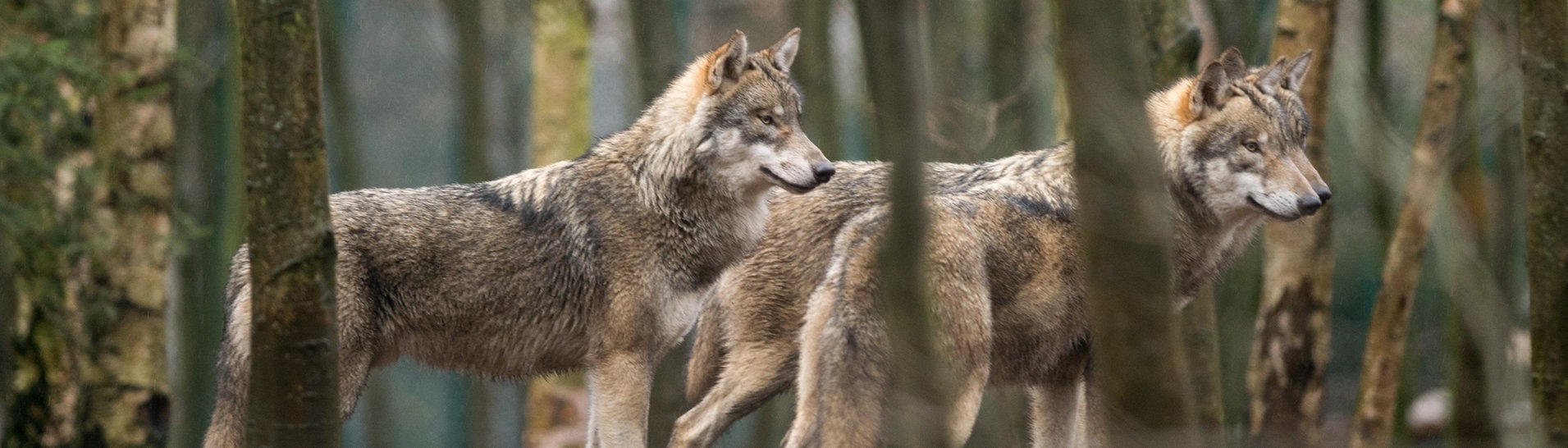 Wolfsrudel in Sachsen-Anhalt. (Foto: dpa Bildfunk, picture alliance / Klaus-Dietmar Gabbert/dpa-Zentralbild/dpa | Klaus-Dietmar Gabbert)