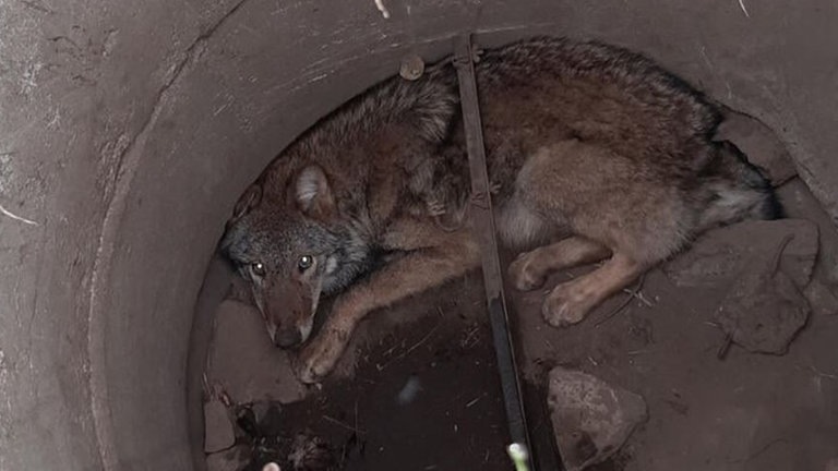 Foto: Polizeidirektion Görlitz Keine Chance, allein wieder rauszukommen: Total verängstigt sitzt das Jungtier im Gullyschacht. (Foto: Polizeidirektion Görlitz)