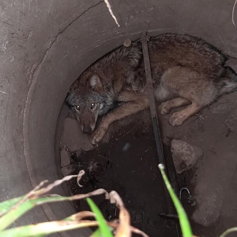 Keine Chance, allein wieder rauszukommen: Total verängstigt sitzt das Jungtier im Gullyschacht. (Foto: Polizeidirektion Görlitz)