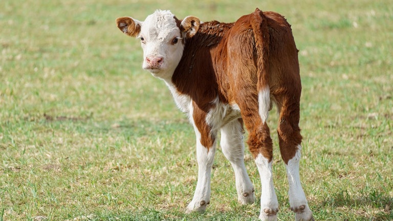 Ein Kalb steht auf einer Wiese. Symbolbild (Foto: IMAGO, IMAGO / Wirestock)