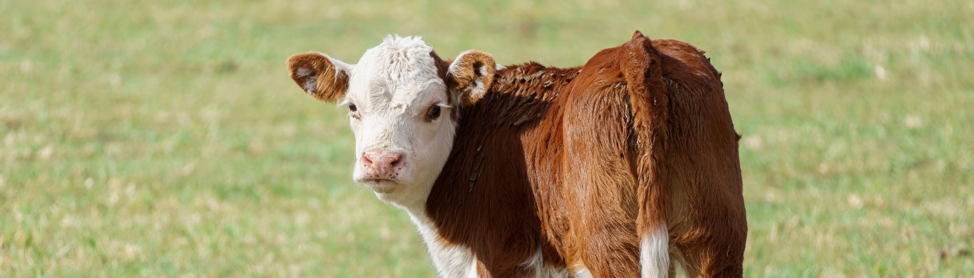 Ein Kalb steht auf einer Wiese. Symbolbild (Foto: IMAGO, IMAGO / Wirestock)