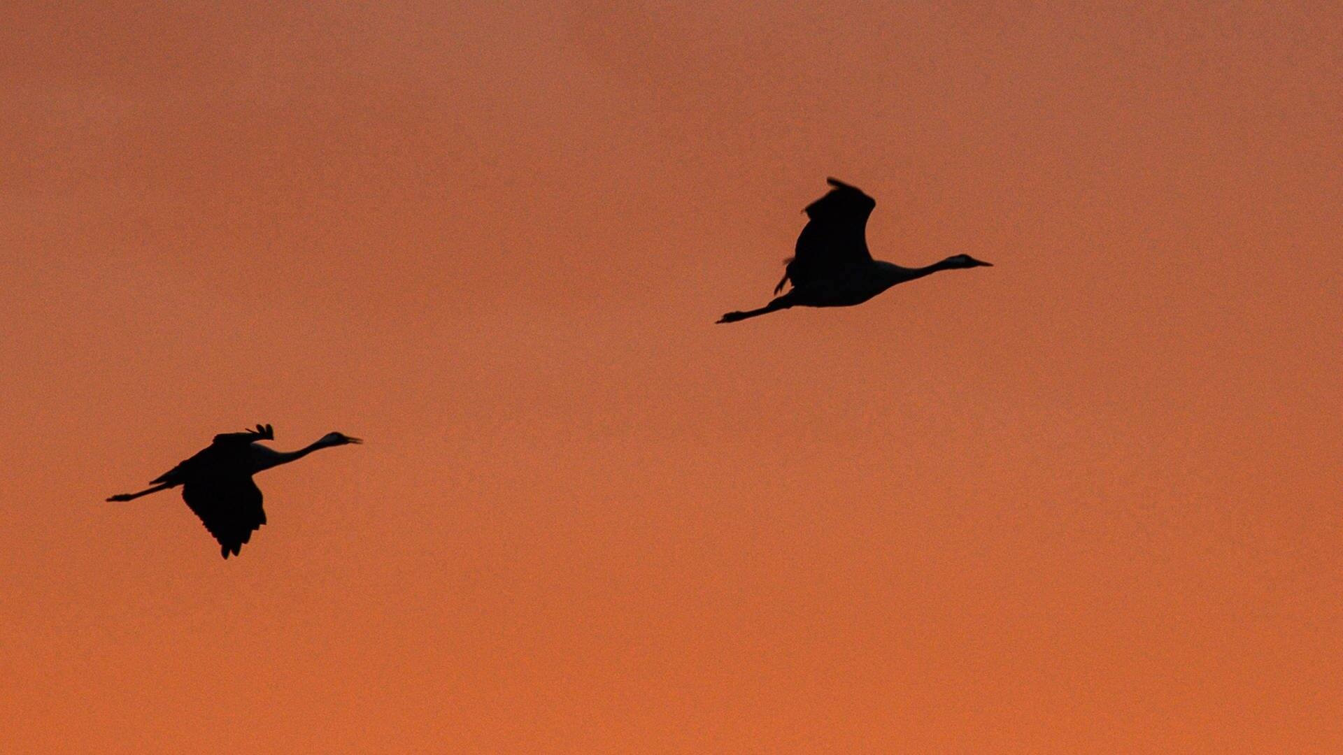 Kraniche fliegen während des Sonnenaufgangs am Himmel über dem Drömling. (Foto: dpa Bildfunk, picture alliance/dpa | Klaus-Dietmar Gabbert)