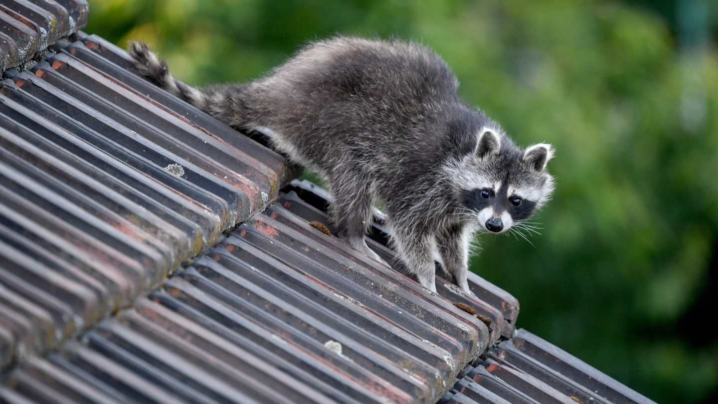 Ein Waschbär läuft über ein Hausdach. (Foto: dpa Bildfunk, picture alliance/dpa/dpa-Zentralbild | Britta Pedersen)