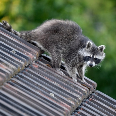 Ein Waschbär läuft über ein Hausdach. (Foto: dpa Bildfunk, picture alliance/dpa/dpa-Zentralbild | Britta Pedersen)