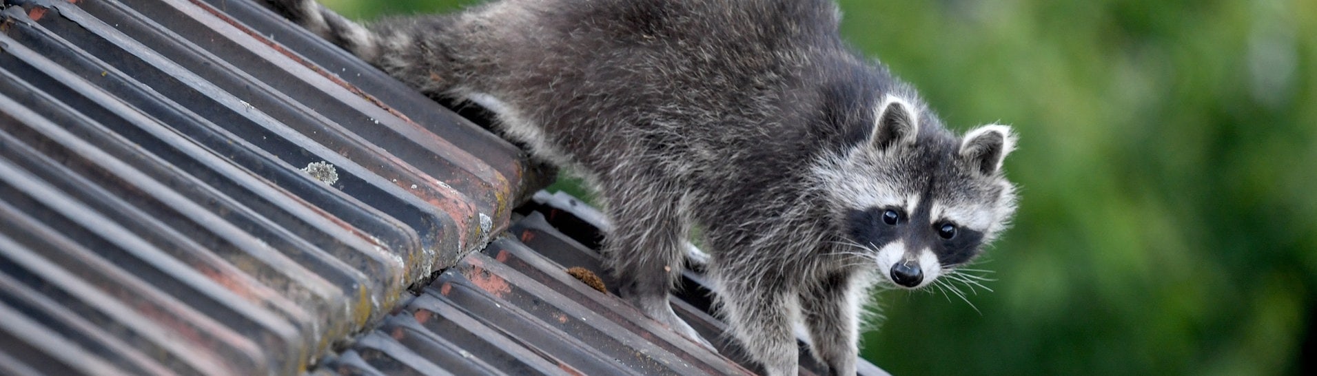 Ein Waschbär läuft über ein Hausdach. (Foto: dpa Bildfunk, picture alliance/dpa/dpa-Zentralbild | Britta Pedersen)