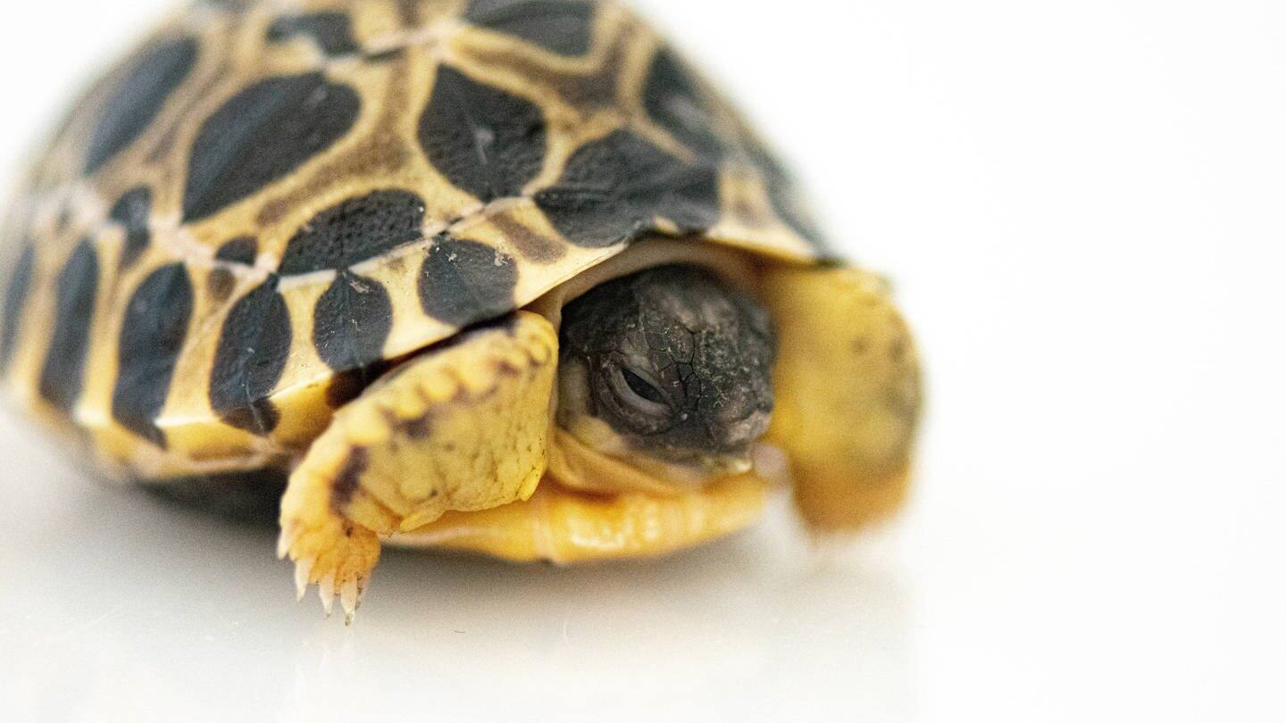 Ein Strahlenschildkröten-Baby aus dem Zoo von Houston. (Foto: IMAGO, IMAGO / Cover-Images)