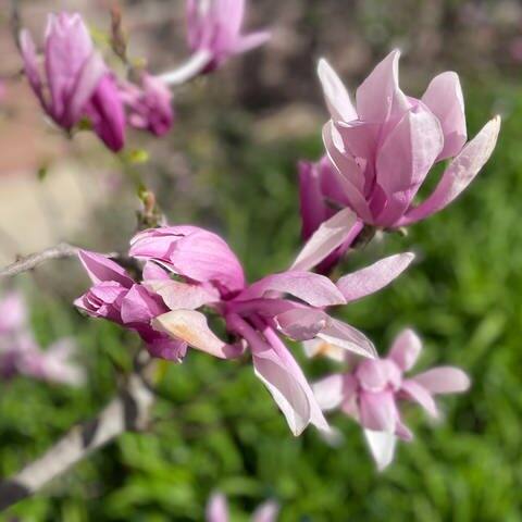 Der Frühling kommt mit rosa Blüten: in den Gärten blühen die Magnolien (Foto: SWR, Cornelia Stenull)