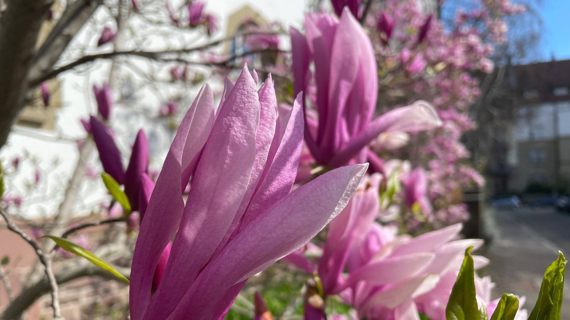 Der Frühling kommt mit rosa Blüten: in den Gärten blühen die Magnolien (Foto: SWR, Cornelia Stenull)