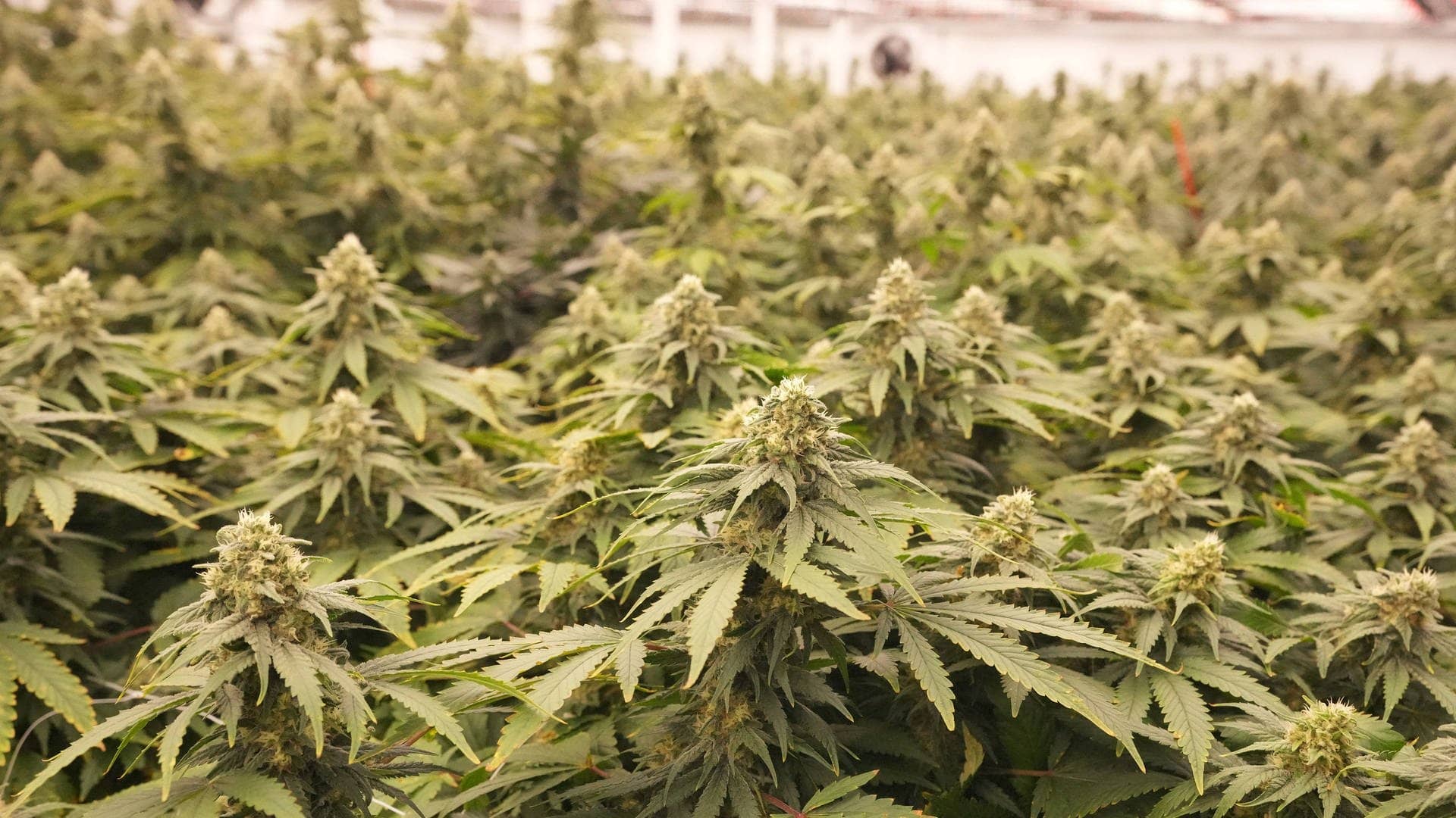 Cannabis-Pflanzen in einem Gewächshaus (Foto: IMAGO, IMAGO/UPI Photo)