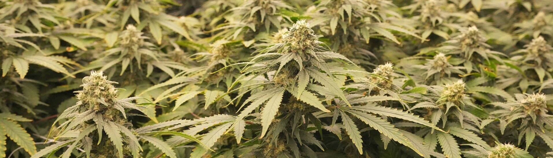 Cannabis-Pflanzen in einem Gewächshaus (Foto: IMAGO, IMAGO/UPI Photo)