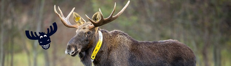 Collage: Ein Elch steht auf einer Wiese. Das Elch-Logo von SWR3 ist auf das Bild montiert. (Foto: SWR3, dpa Bildfunk, picture alliance/dpa/dpa-Zentralbild | Ingolf König-Jablonski)