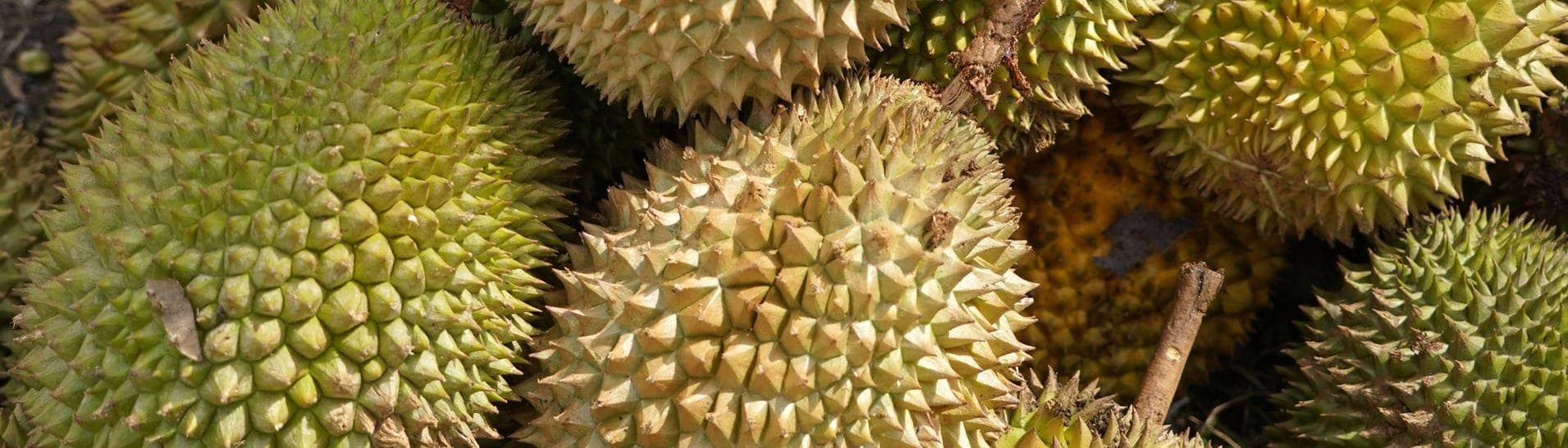 Mehrere Stinkfrüchte auch Durians genannt (Foto: IMAGO, IMAGO / Chai von der Laage)