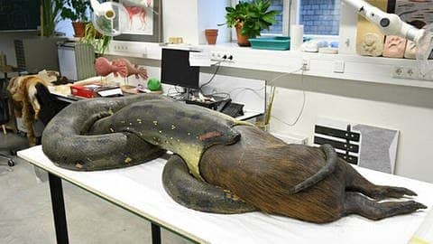 Eine präparierte Anakonda, die ein Wasserschwein verschlingt, liegt auf einem Tisch in einer Werkstatt des Senckenberg-Museums für Naturforschung in Frankfurt (Foto: dpa Bildfunk, picture alliance/dpa | -)