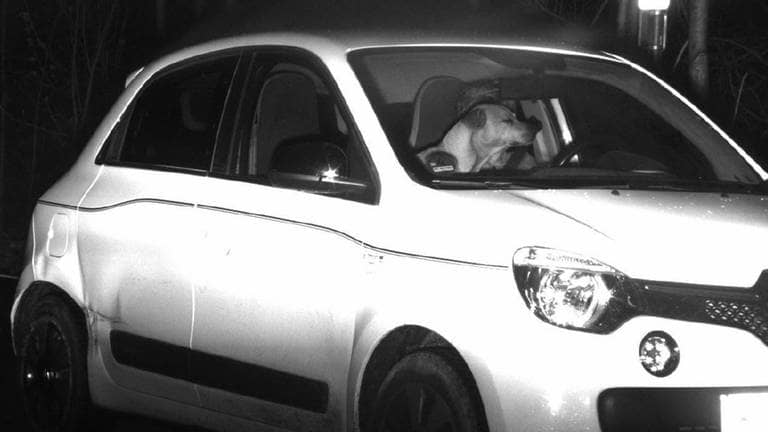 Blitzerfoto der Polizei: Ein Hund sitzt in einem Auto hinter dem Steuer (Foto: Polizei Bonn)