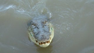 Ein Krokodil im Norden von Australien.