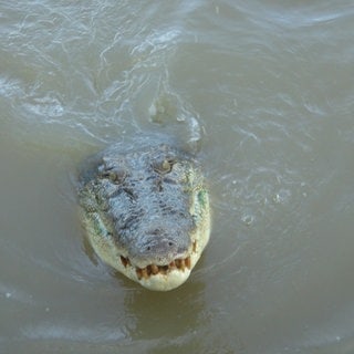 Ein Krokodil im Norden von Australien.