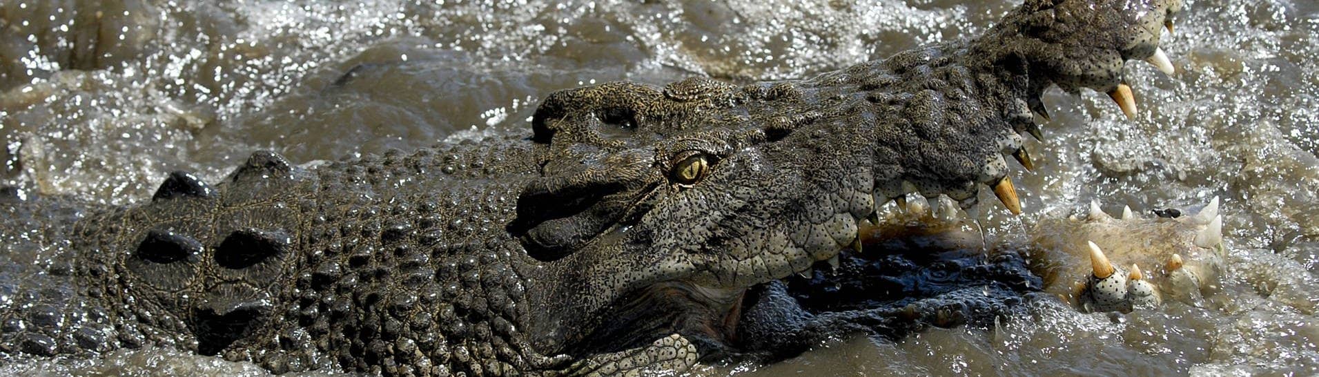 Australien: Riesig und gefährlich: Krokodil (Foto: IMAGO, IMAGO / blickwinkel)