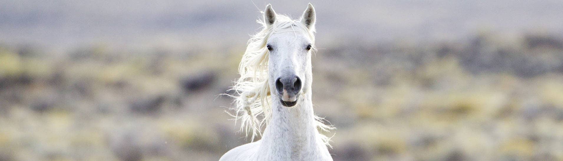 Ein weißes Mustang-Pferd in der Prärie (Foto: IMAGO, imago stock&people)