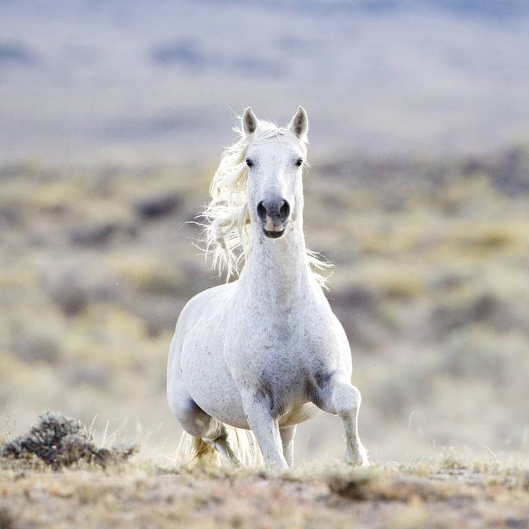 Ein weißes Mustang-Pferd in der Prärie (Foto: IMAGO, imago stock&people)