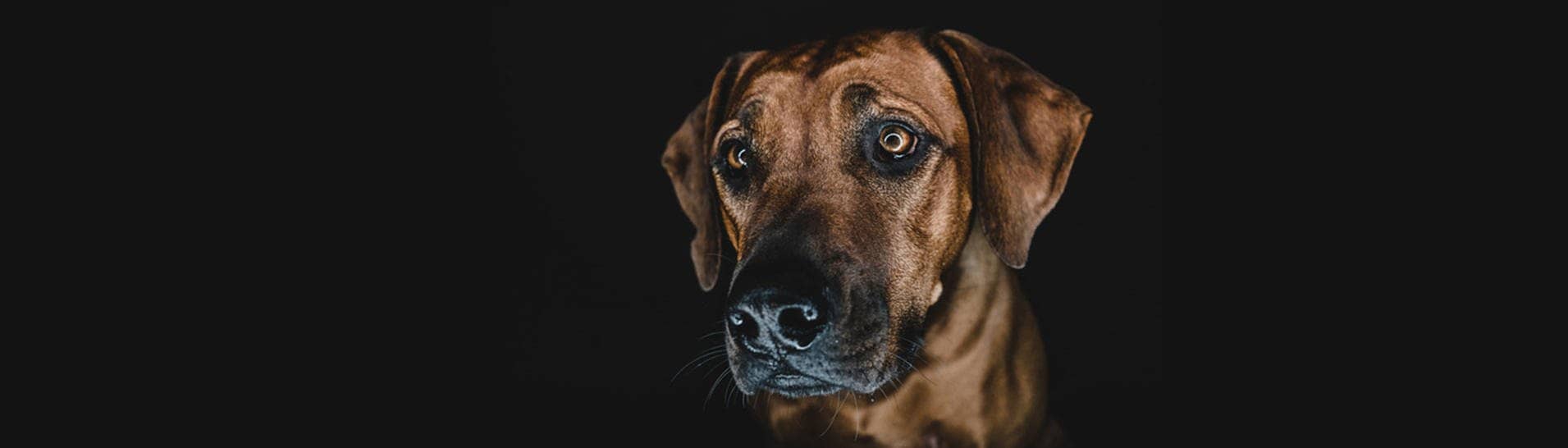 Hund schaut mit traurigem Blick (Foto: IMAGO, IMAGO / Addictive Stock)