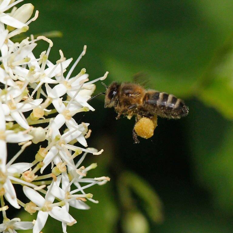 Honigbiene im Anflug an eine Blume (Foto: IMAGO, IMAGO/imagebroker)