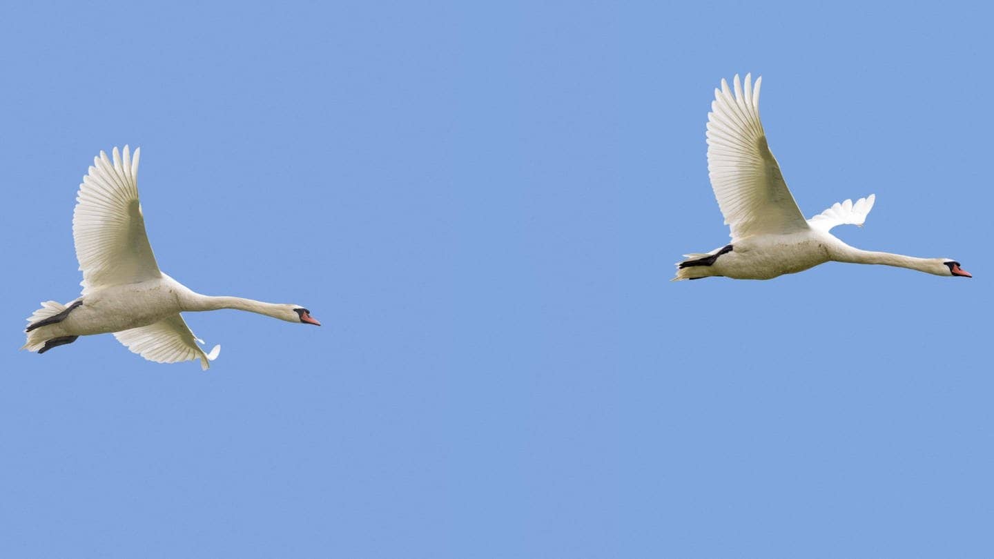 Zwei Höckerschwäne (Cygnus olor) im Flug vor blauem Himmel. (Foto: IMAGO, imageBROKER/alimdi/Arterra)