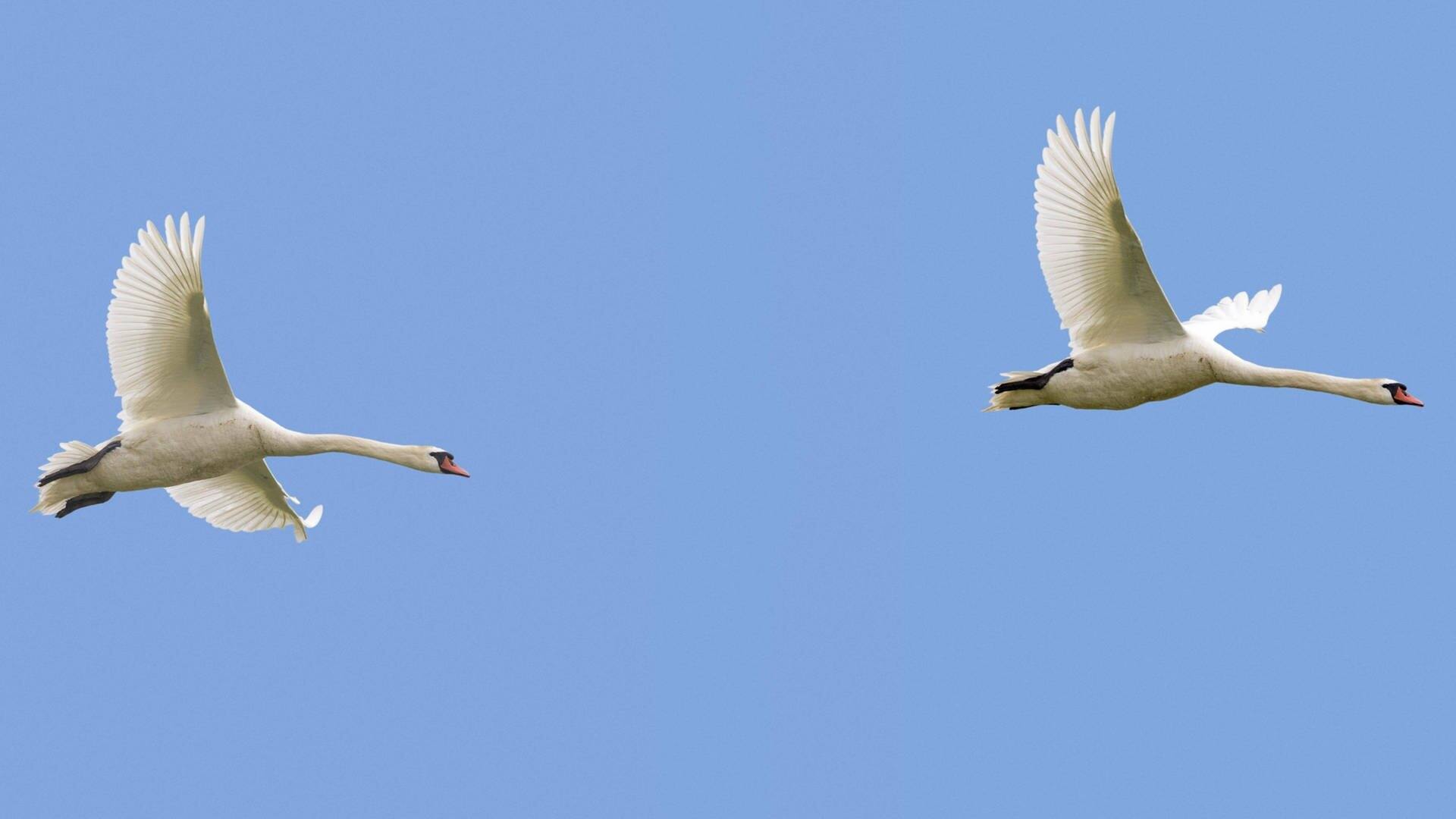 Zwei Höckerschwäne (Cygnus olor) im Flug vor blauem Himmel. (Foto: IMAGO, imageBROKER/alimdi/Arterra)
