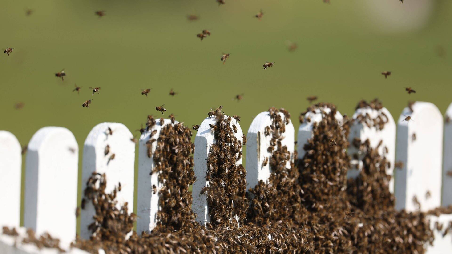 An einem Zaun ließen sich die Bienen nieder. Schön hier! Hier bleiben wir! (Foto: IMAGO, IMAGO / Cover-Images)