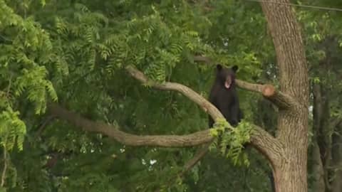 Der junge Bär sitzt in einem Baum in Washington  (Foto: SWR, Sreenshot aus Video von CBS Evening news)