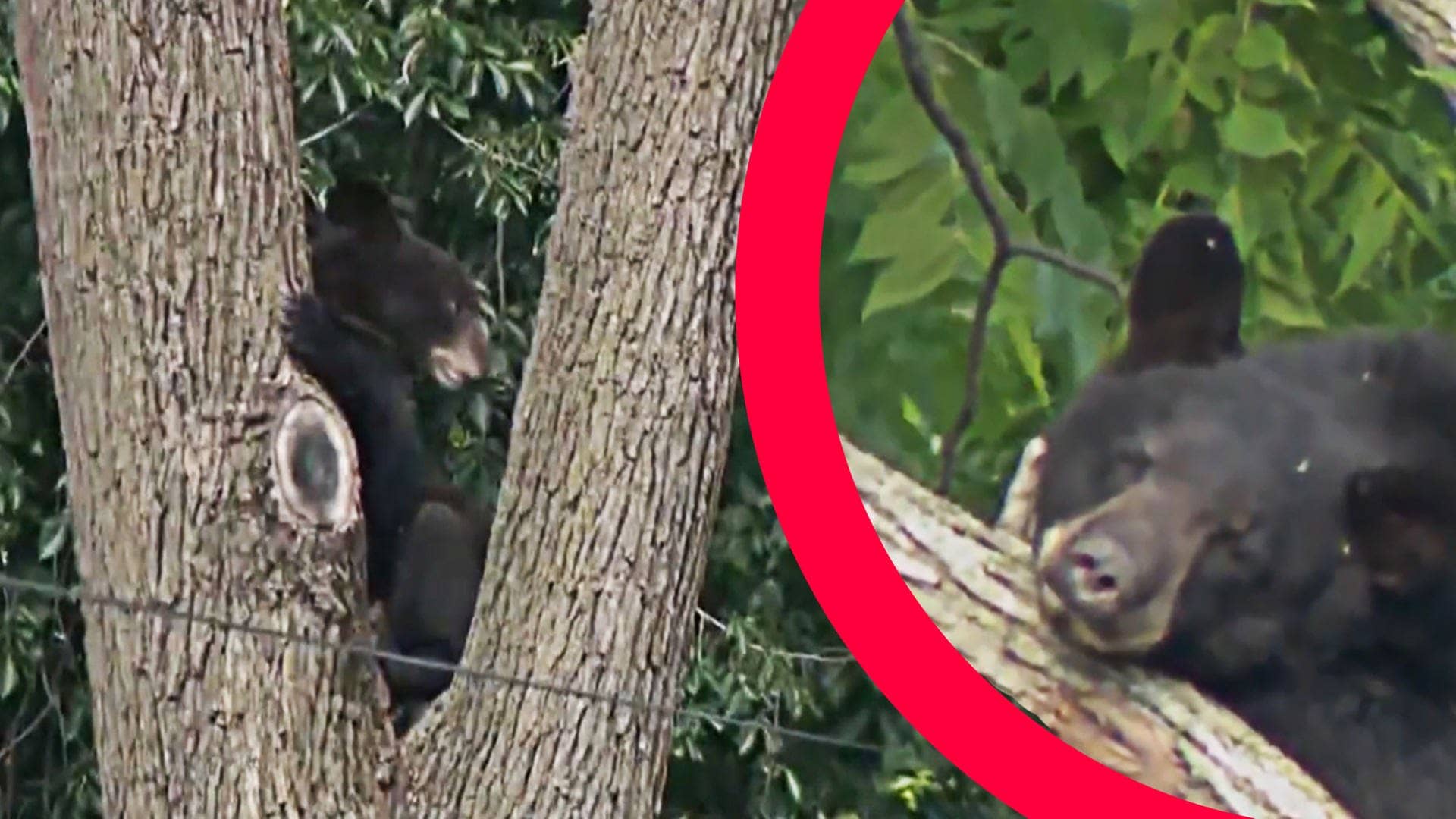 Sreenshot aus Video von CBS Evening News: Der junge Bär sitzt in einem Baum in Washington. Collage SWR (Foto: dpa Bildfunk, SWR, Picture Alliance)
