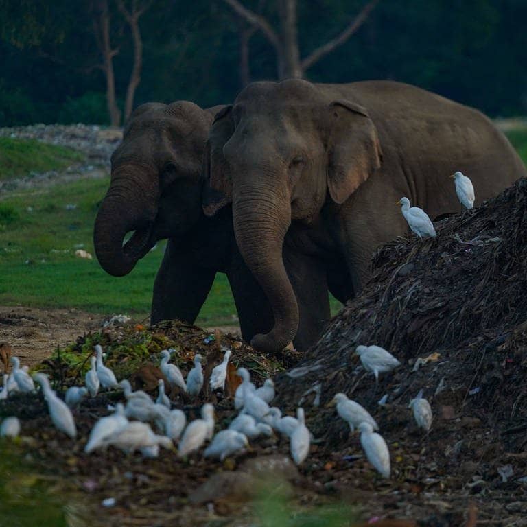 Elefanten in Sri Lanka fressen auf einer Müllhalde. (Foto: IMAGO, IMAGO / NurPhoto)