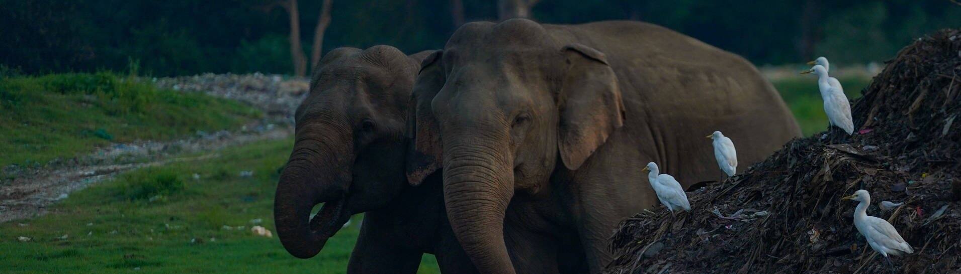 Elefanten in Sri Lanka fressen auf einer Müllhalde. (Foto: IMAGO, IMAGO / NurPhoto)