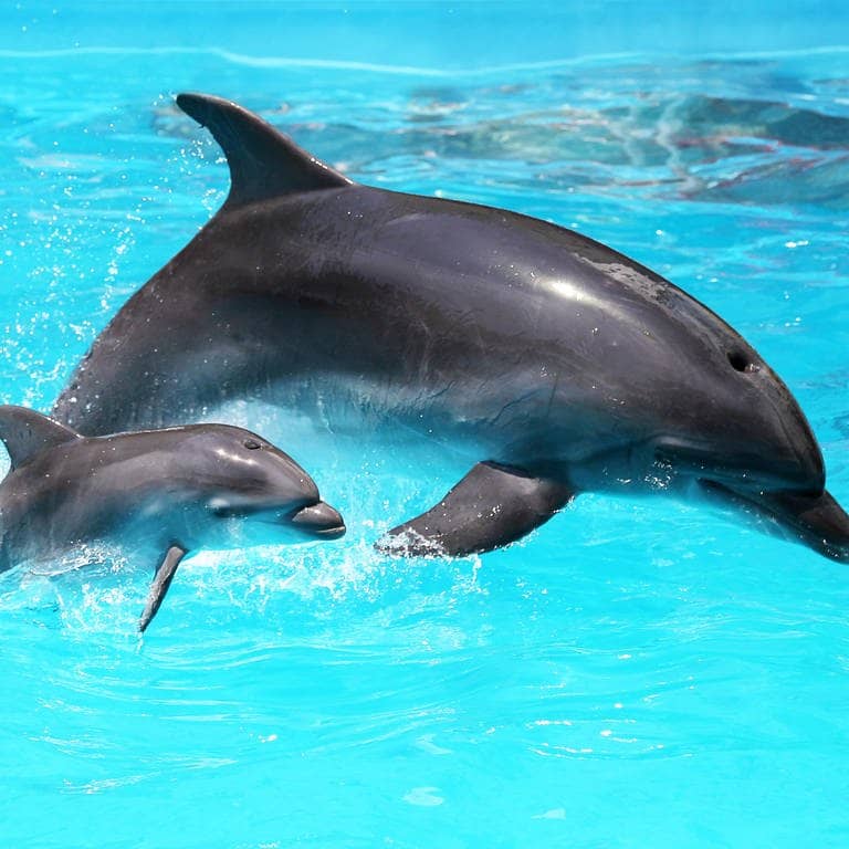 Eine Delfin-Mutter mit ihrem Jungen im Wasser. Delfine nutzen offenbar genau wie Menschen Babysprache, um mit ihren Kleinen zu kommunizieren.  (Foto: IMAGO, IMAGO / agefotostock)