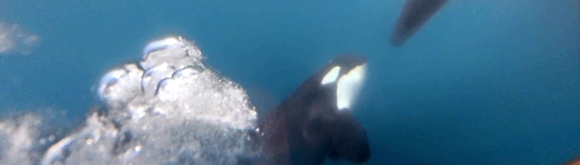Ocean Race: Ein Orca zerstört das Rude eines der teilnehmenden Boote. (Foto: dpa Bildfunk, picture alliance/dpa/The Ocean Race | Brend Schuil / Team Jajo)