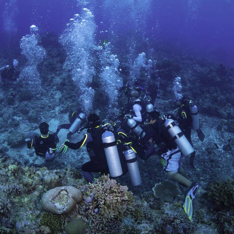 Symbolbild: Eine Gruppe von Tauchern am Meeresgrund. (Foto: IMAGO, IMAGO / imagebroker)