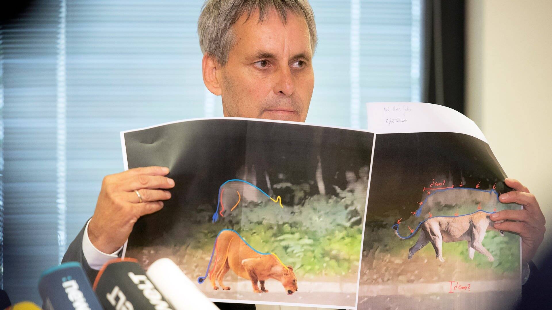 Michael Grubert (SPD), Bürgermeister von Kleinmachnow, erklärt bei einem Pressegespräch anhand von Fotos, weshalb es sich bei dem gesuchten Raubtier um keine Löwin handelt. (Foto: dpa Bildfunk, picture alliance/dpa | Paul Zinken)