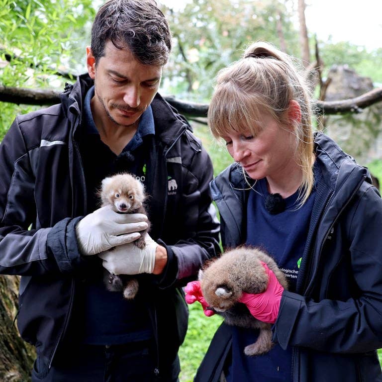 Der Karlsruher Zootierarzt Lukas Reese und Kuratorin und Biologin Sandra Dollhäupl halten zwei Rote Pandas in den Händen. Die Jungtiere wurden am 25. Juni geboren. (Foto: dpa Bildfunk, picture alliance/dpa/Zoo Karlsruhe | Timo Deible)