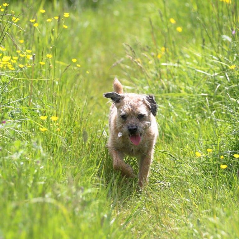 Symbolbild: Ein Border Terrier läuft über eine Wiese.  (Foto: IMAGO, IMAGO / Wirestock/ Symbolbild)