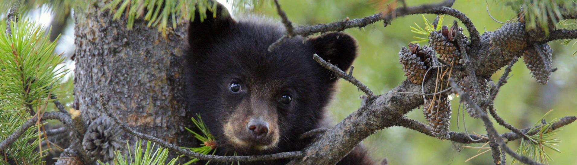 Bären in Kaliforniene begehen Einbrüche:  Ein Schwarzbär-Baby hängt im Baum (Symbolfoto) (Foto: IMAGO, IMAGO / All Canada Photos)