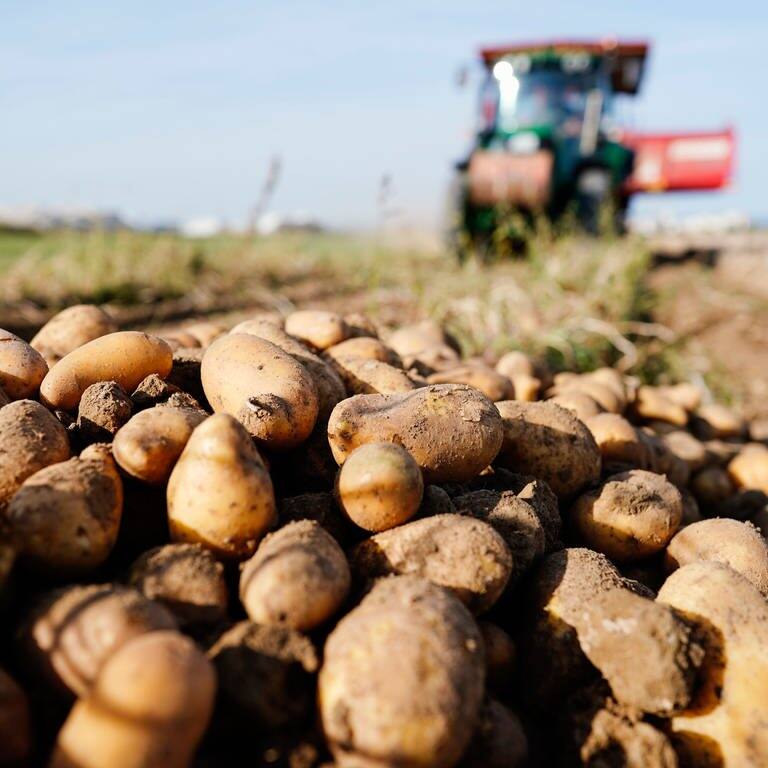 Ehering gefunden: Ein Traktor fährt bei der Ernte von Kartoffeln über einen Acker. (Foto: dpa Bildfunk, picture alliance/dpa | Uwe Anspach)