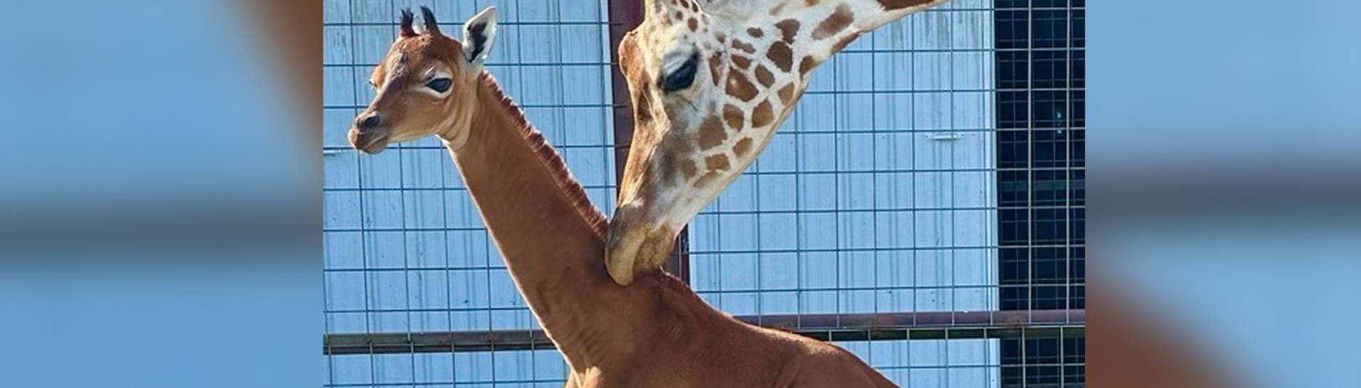 Die Giraffenmutter berührt im Brights-Zoo ihren Nachwuchs, der ohne Flecken zur Welt kam (Foto: Reuters)