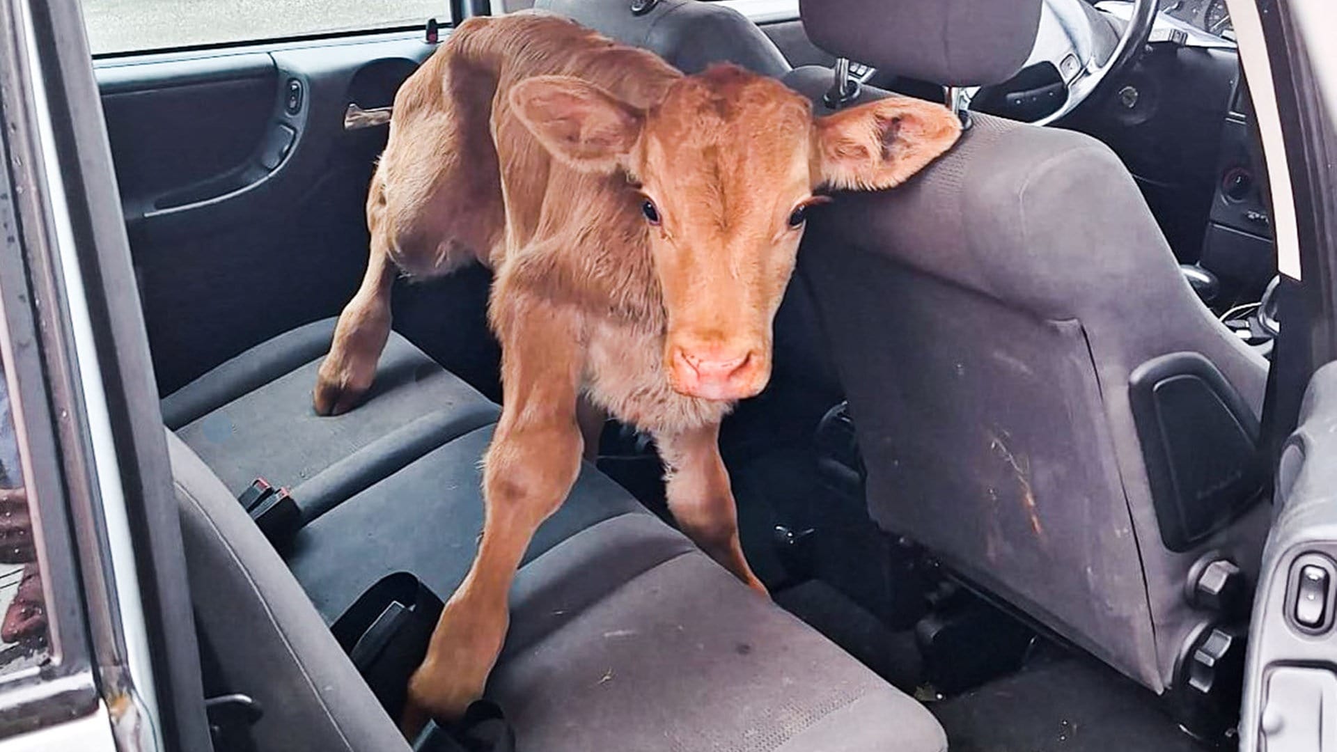 Foto: Kreispolizeibehörde Heinsberg Ein Kälbchen steht hinten in einem Auto. (Foto: Kreispolizeibehörde Heinsberg)