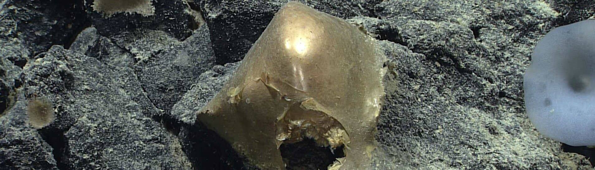 Das ist das goldene Eis, das die Forscher auf dem Meeresgrund in Alaska gefunden haben.  (Foto: NOOA)