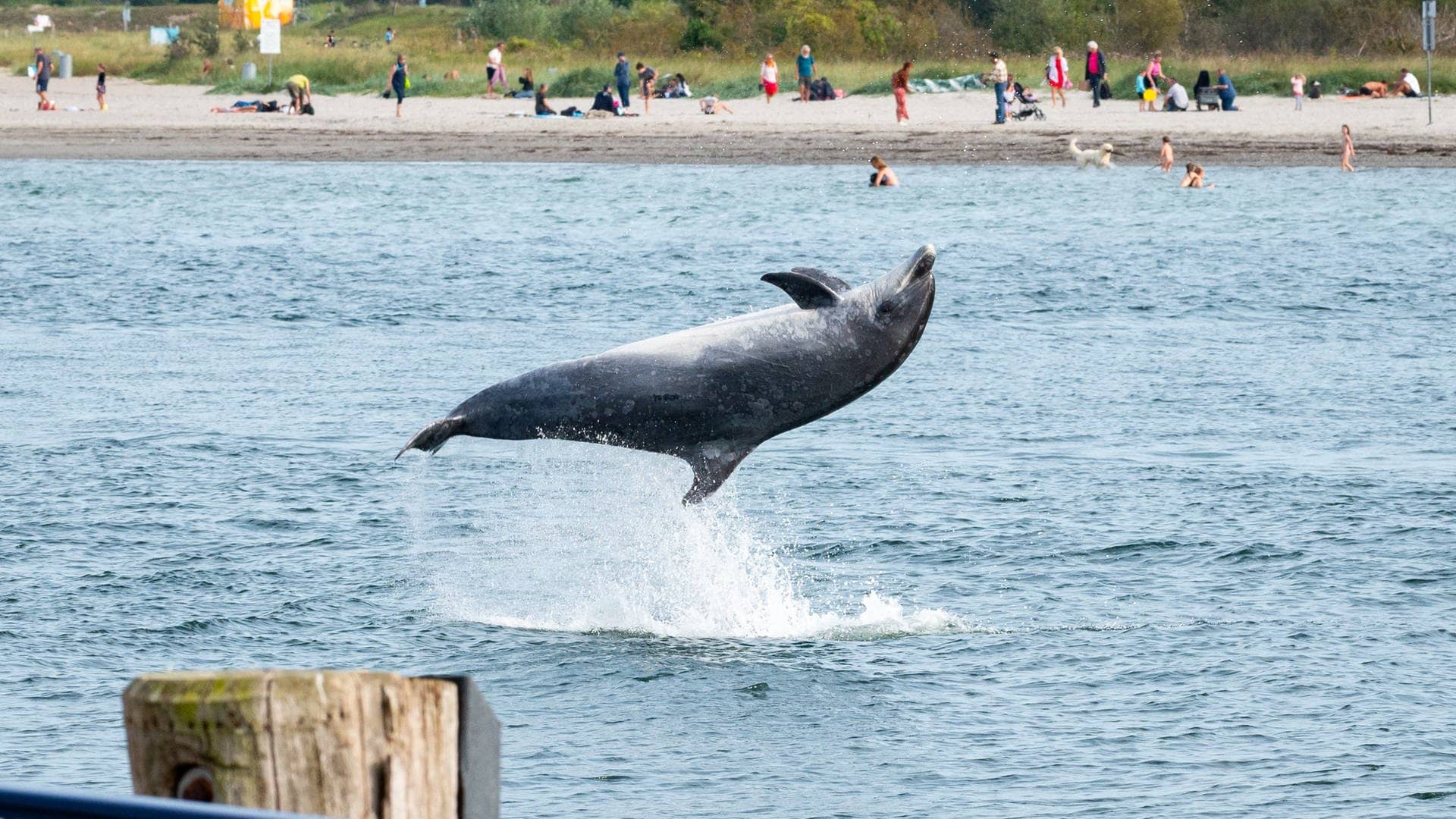 Ein Delfin springt in der Trave vor dem Strandbad aus dem Wasser. (Foto: dpa Bildfunk, picture alliance/dpa | Jonas Walzberg)
