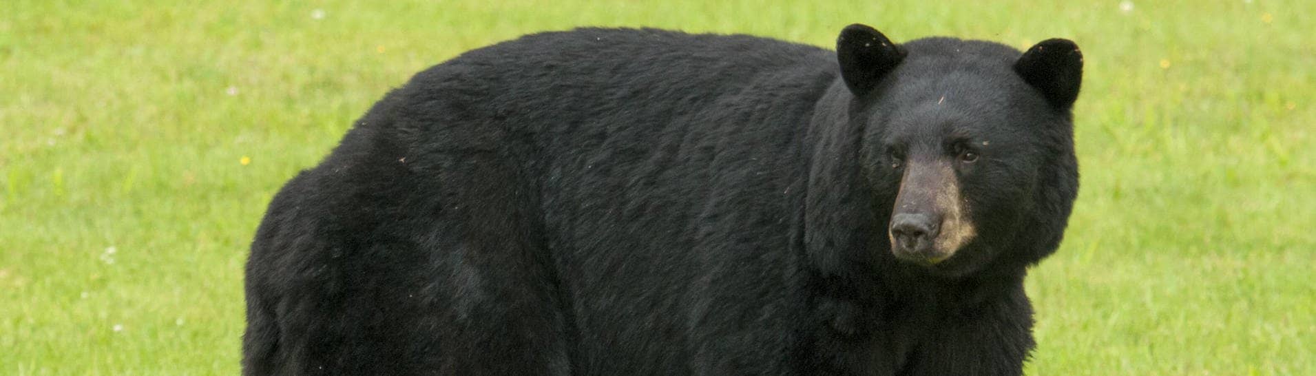 Ein amerikanischer Schwarzbär (Symbolbild) (Foto: IMAGO, imago/All Canada Photos)