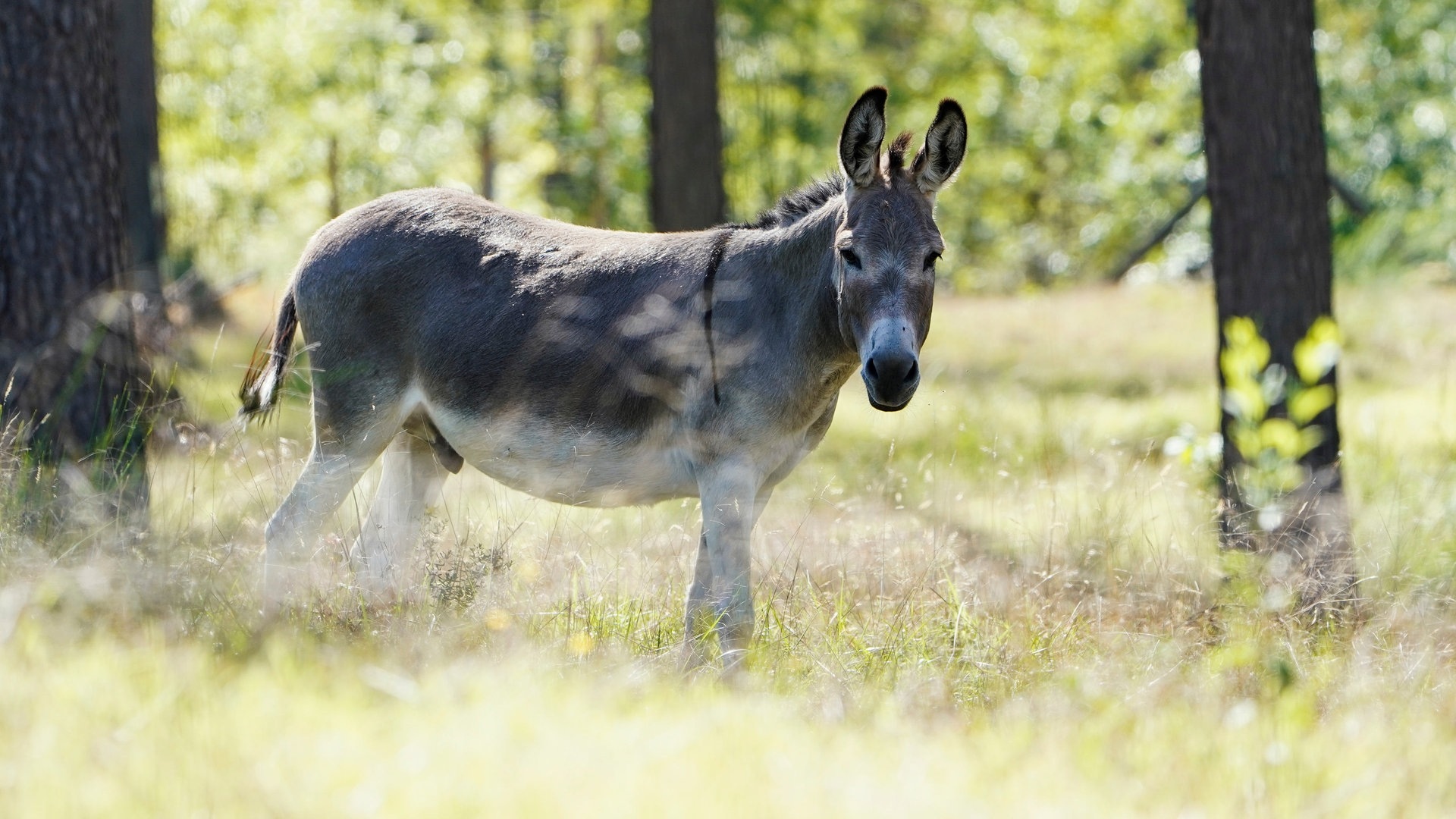 Ein Esel steht auf einer Waldweidefläche im Stadtwald. Er ist Teil des Waldweideprojektes der Stadt Walldorf. Auf etwa 5 Hektar Fläche wird diese historische Form der Waldnutzung heute noch praktiziert. (Foto: dpa Bildfunk, picture alliance/dpa | Uwe Anspach)