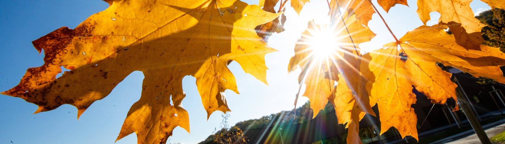 Die Sonne scheint durch herbstliche Blätter (Foto: dpa Bildfunk, picture alliance/dpa | Christoph Schmidt)
