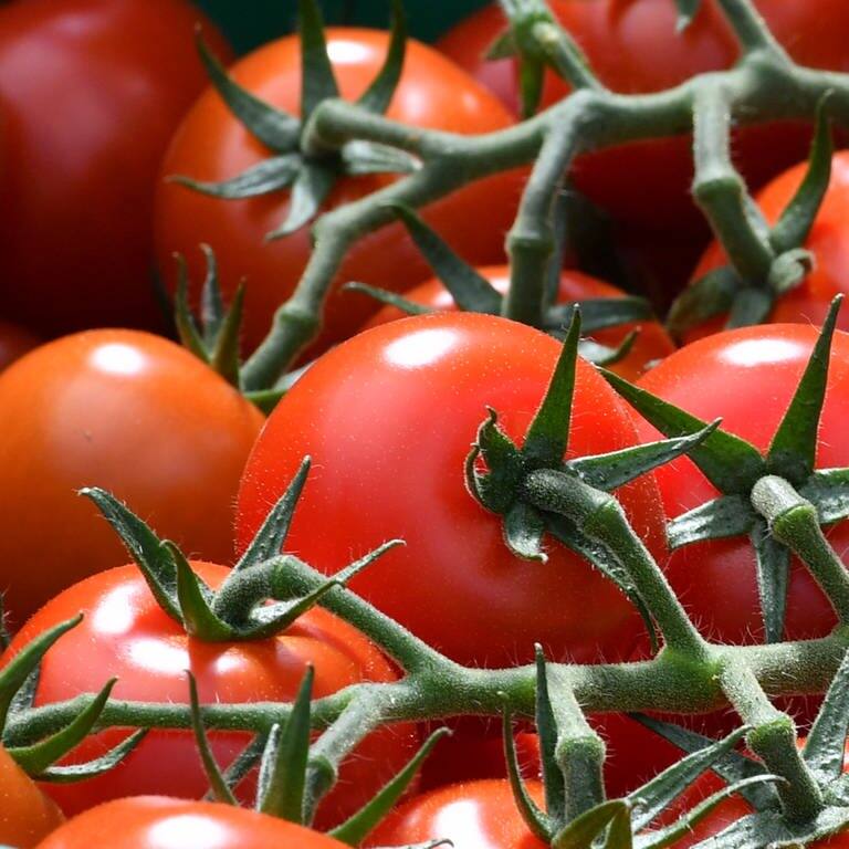 Tomaten in eine Gewächshaus – Eine Tomate auf der ISS war plötzlich einfach verschwunden. Daraufhin wurde Astronaut Frank Rubio verdächtigt, dass er sie heimlich gegessen hat. Jetzt ist sie wieder aufgetaucht. (Foto: dpa Bildfunk, picture alliance / dpa | Martin Schutt)